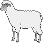Nobby the Sheep